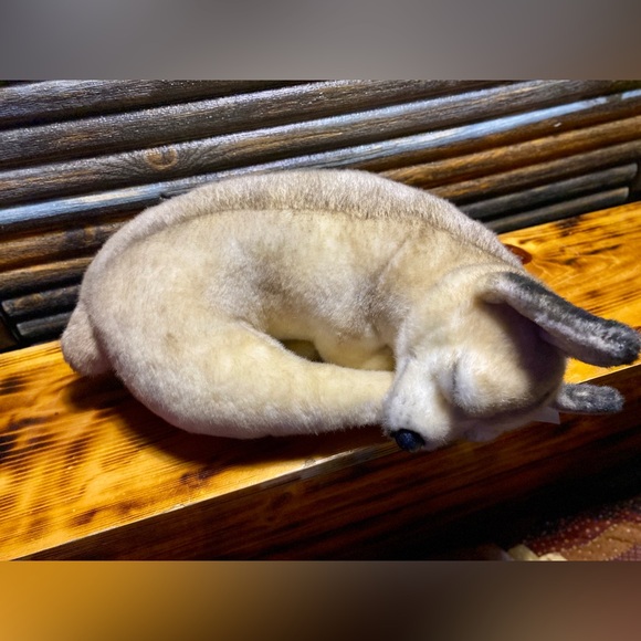 CUDDLE CLONES CHIHUAHUA - Picture 6 of 9